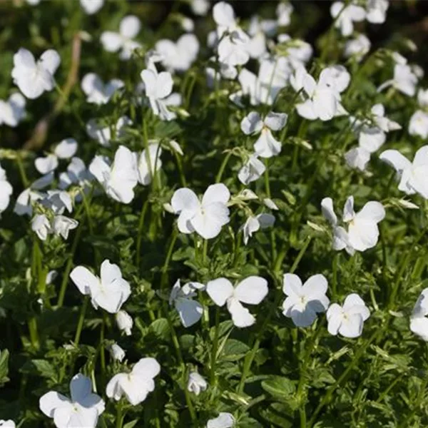 Horn-Veilchen 'Wisley White'