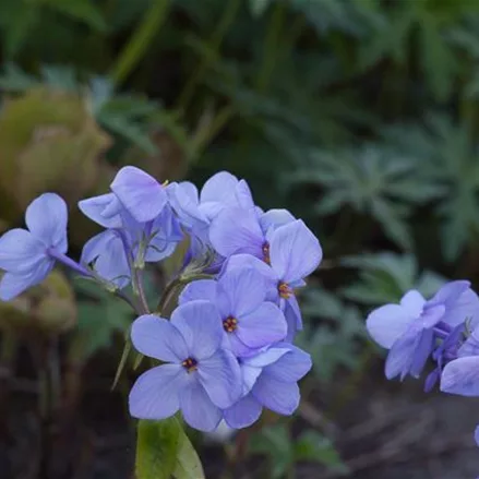 Ausläufer-Flammenblume 'Blue Ridge'