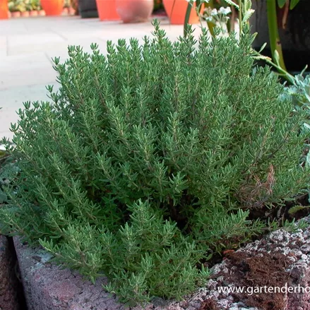 Gedrungener Garten-Thymian 'Compactus'