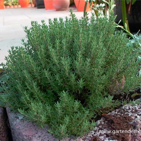 Gedrungener Garten-Thymian 'Compactus'