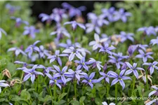 Australische Scheinlobelie 'County Park' 9 x 9 cm Topf 0,5 Liter