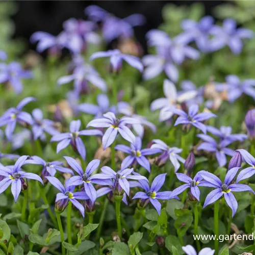 Australische Scheinlobelie 'County Park'