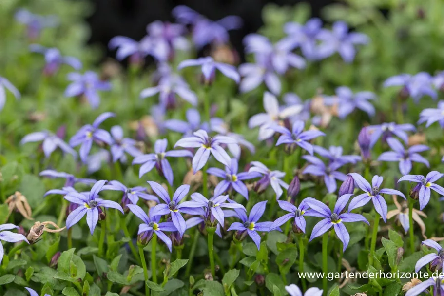 Australische Scheinlobelie 'County Park' 9 x 9 cm Topf 0,5 Liter