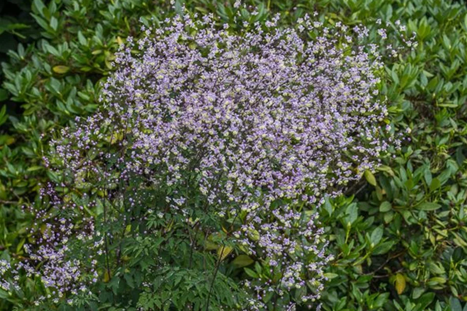 Delavays Wiesenraute 'Ankum' 1 Liter Topf