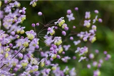 Delavays Wiesenraute 'Ankum' 1 Liter Topf