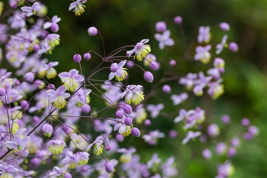 Delavays Wiesenraute 'Ankum' 1 Liter Topf