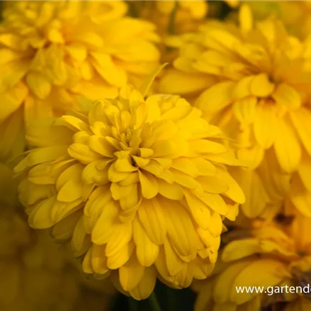 Gefülltblühender Sonnenhut 'Goldquelle'