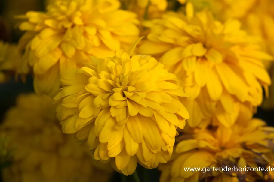 Gefülltblühender Sonnenhut 'Goldquelle' 1 Liter Topf