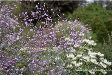 Delavays Wiesenraute 'Splendide' 1 Liter Topf