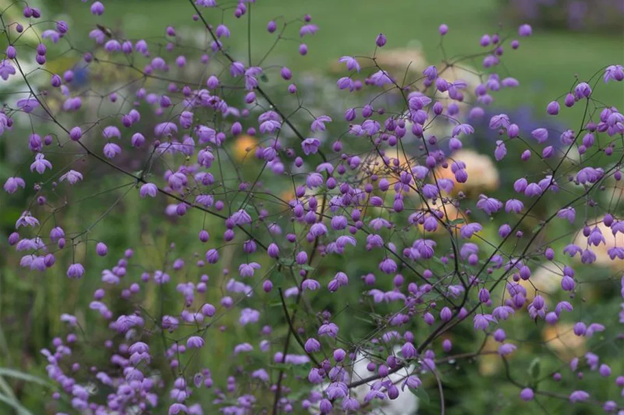 Delavays Wiesenraute 'Splendide' 1 Liter Topf