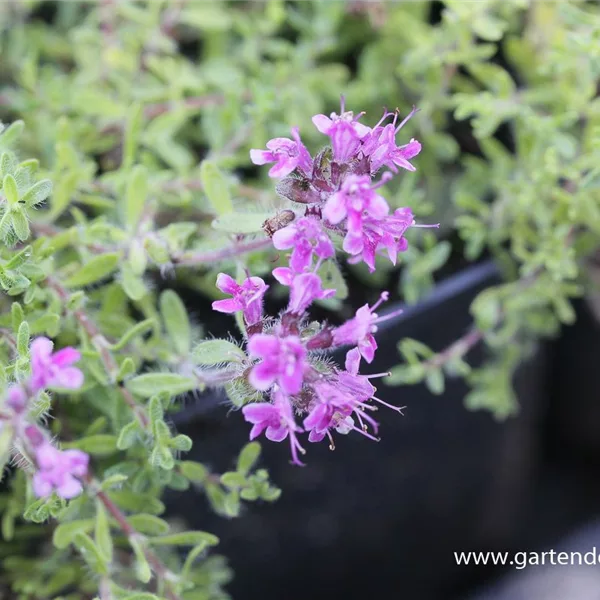 Bressingham-Thymian 'Bressingham Seedling'