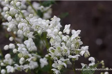 Delavays Wiesenraute 'Splendide White' 1 Liter Topf