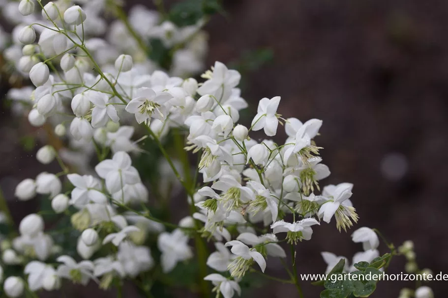 Delavays Wiesenraute 'Splendide White' 1 Liter Topf