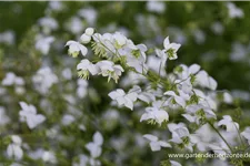 Delavays Wiesenraute 'Splendide White' 1 Liter Topf