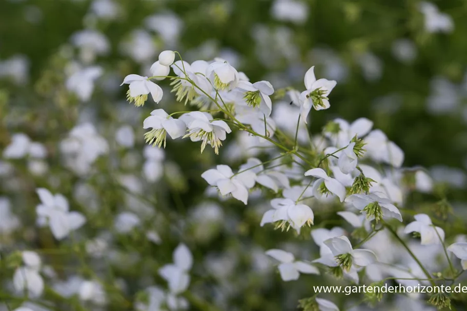 Delavays Wiesenraute 'Splendide White' 1 Liter Topf