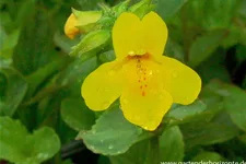 Gelbblühende Gauklerblume 9 x 9 cm Topf 0,5 Liter