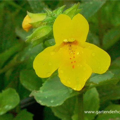 Gelbblühende Gauklerblume