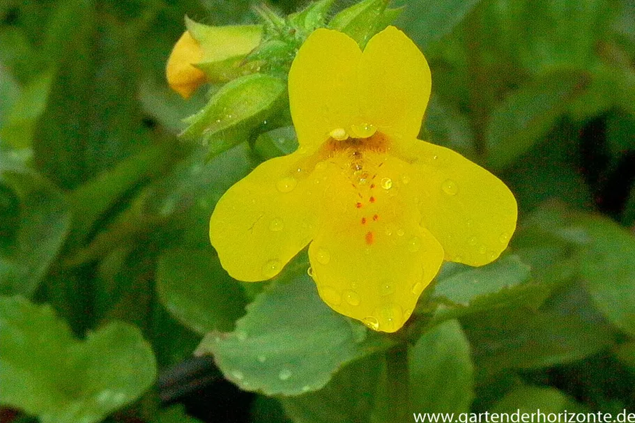 Gelbblühende Gauklerblume 9 x 9 cm Topf 0,5 Liter