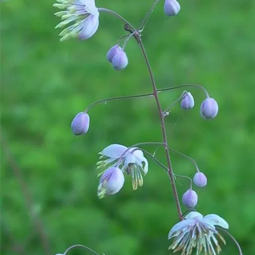 Delavays Wiesenraute