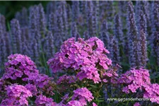 Hohe Flammenblume 'Hesperis' 1 Liter Topf