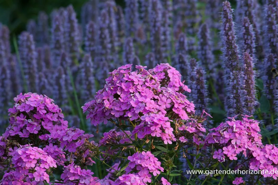 Hohe Flammenblume 'Hesperis' 1 Liter Topf