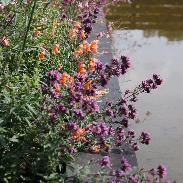 Blüten-Dost 'Herrenhausen'