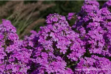 Hohe Flammenblume 'Hesperis' 1 Liter Topf