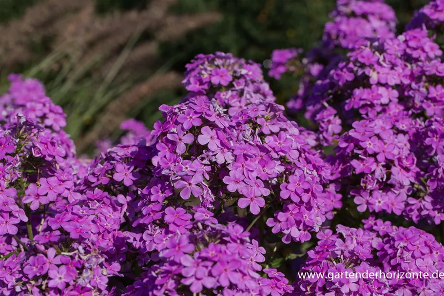 Hohe Flammenblume 'Hesperis' 1 Liter Topf