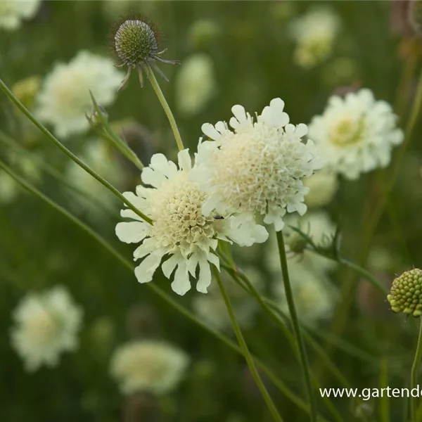 Gelbe Skabiose 'Moon Dance'