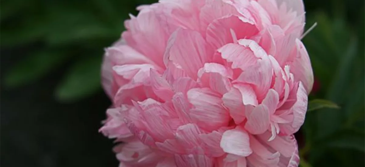 Bauerngarten-Pfingstrose 'Rosea Plena' 1 Liter Topf