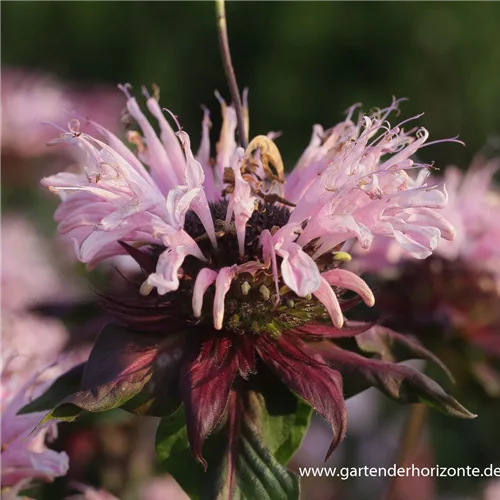 Indianernessel 'Beauty of Cobham'