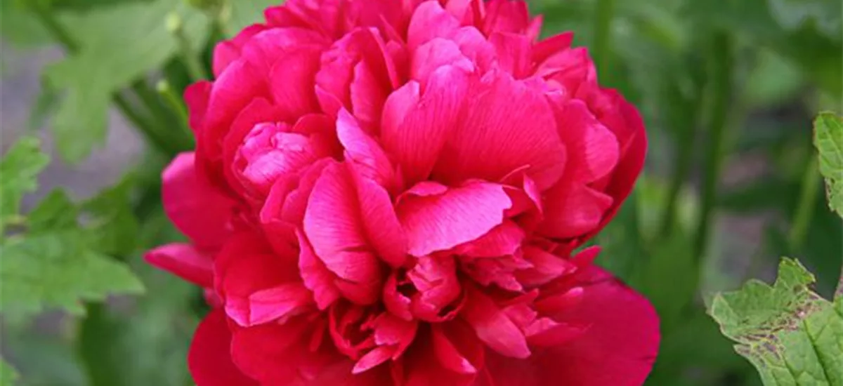 Bauerngarten-Pfingstrose 'Rubra Plena' 1 Liter Topf