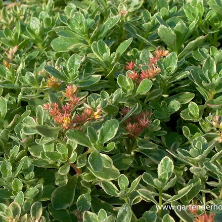 Buntlaubiges Fettblatt 'Variegatum'