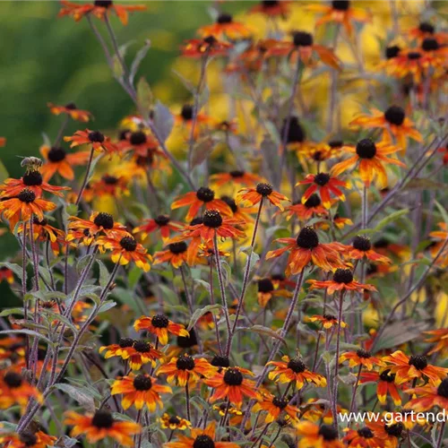 Dreilappiger Sonnenhut 'Prairie Glow'