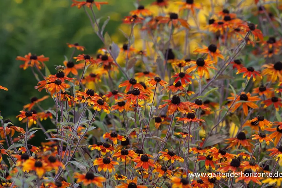 Dreilappiger Sonnenhut 'Prairie Glow' 9 x 9 cm Topf 0,5 Liter