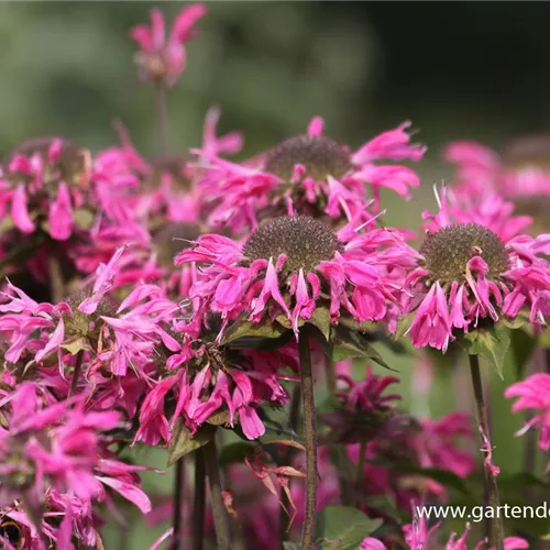 Indianernessel 'Marshall'