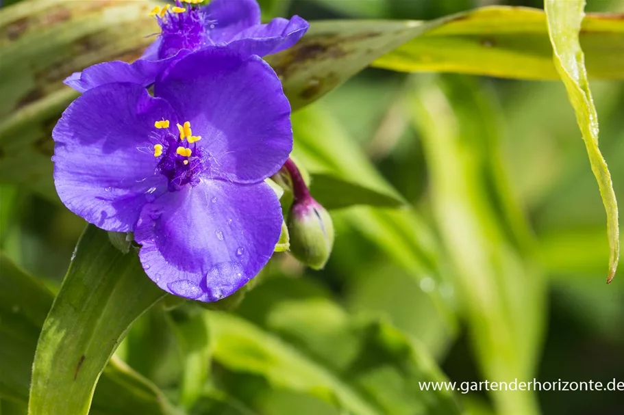 Dreimasterblume 'Zwanenburg Blue' 1 Liter Topf