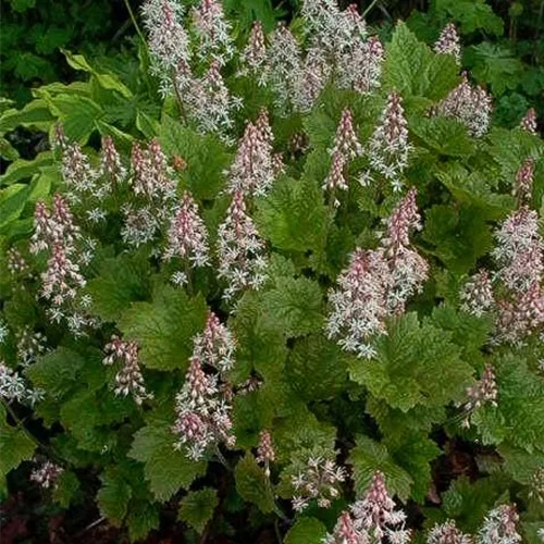 Herzblättrige Schaumblüte