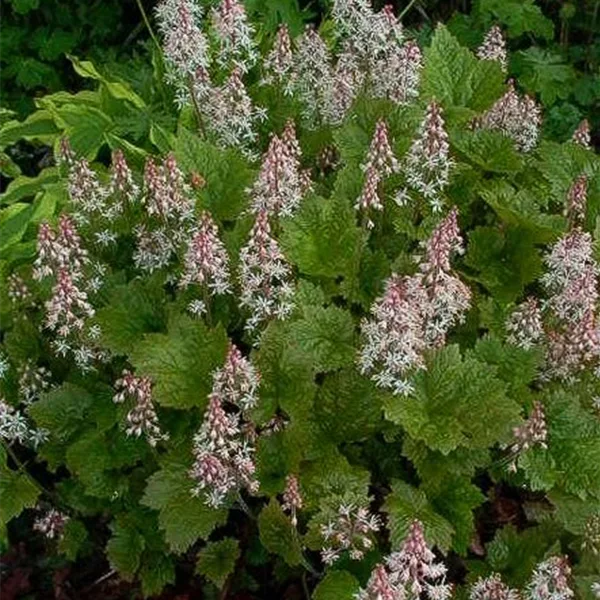 Herzblättrige Schaumblüte