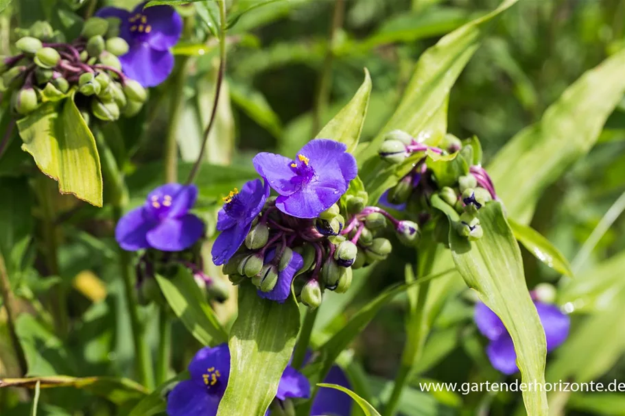 Dreimasterblume 'Zwanenburg Blue' 1 Liter Topf