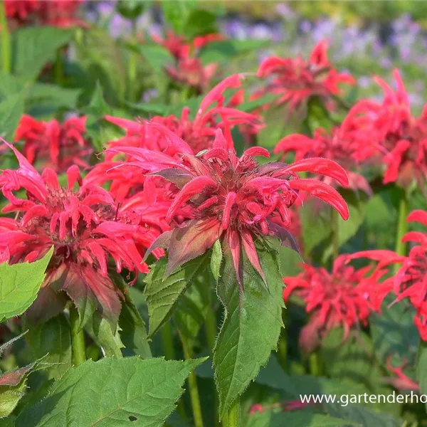 Indianernessel 'Gardenview Scarlet'