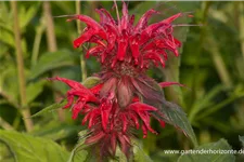 Indianernessel 'Gardenview Scarlet' 9 x 9 cm Topf 0,5 Liter