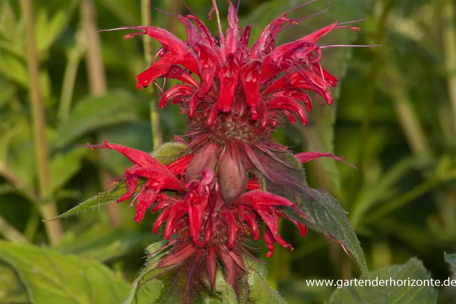 Indianernessel 'Gardenview Scarlet' 9 x 9 cm Topf 0,5 Liter