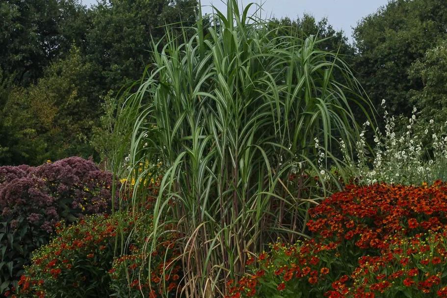 Chinaschilf 'Aksel Olsen' 1 Liter Topf