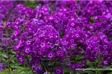 Hohe Flammenblume 'Purple Kiss' 1 Liter Topf