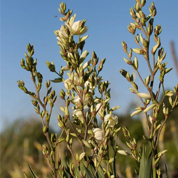 Palmlilie Yucca