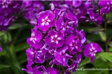 Hohe Flammenblume 'Purple Kiss' 1 Liter Topf