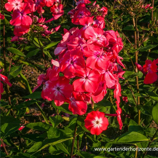 Hohe Flammenblume 'Watermelon Punch'