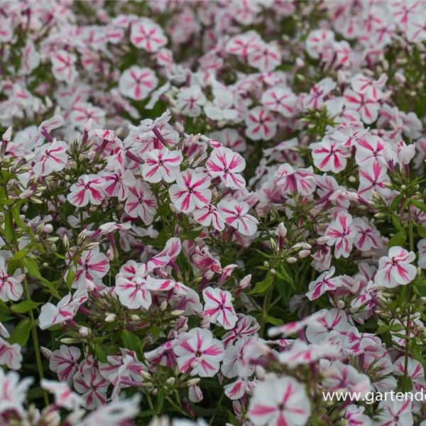 Hohe Flammenblume 'Twister'