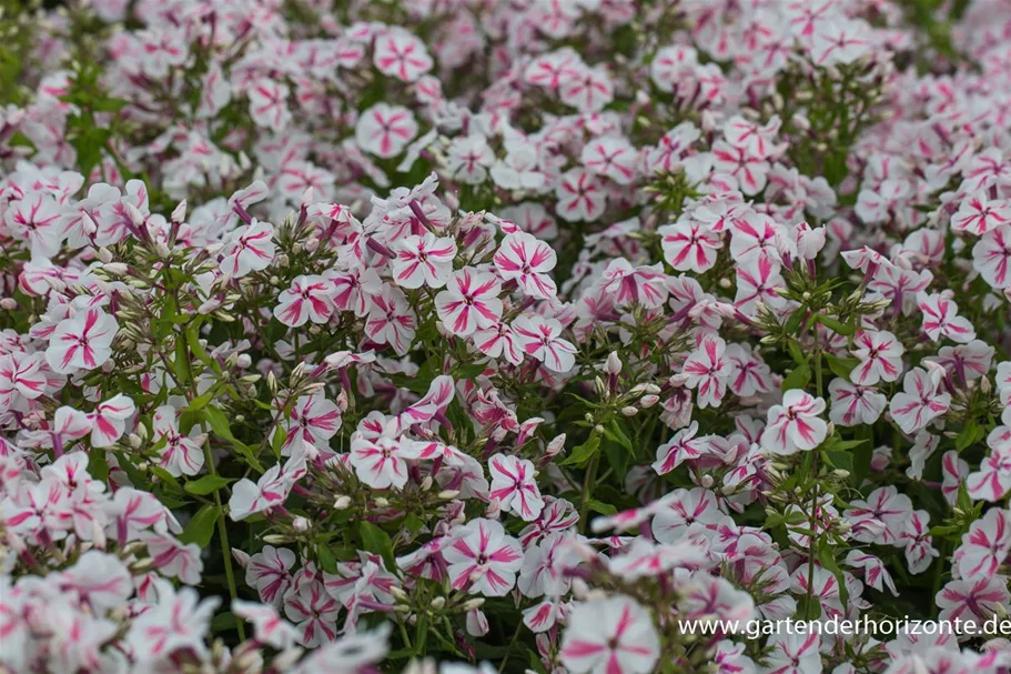 Hohe Flammenblume 'Twister' 1 Liter Topf